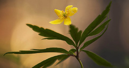 Шар яргуйжин