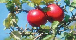 Жонатан төрлийн алим