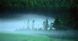 Манант өглөө