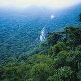 Тропикын ширэнгэн ой