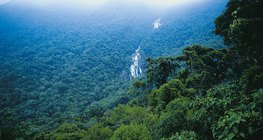 Тропикын ширэнгэн ой