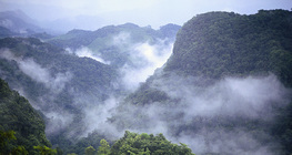 Лакандоны ширэнгэн ой