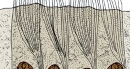 Үслэг бортогон хучуур эд