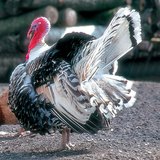 Цацагт хяруул