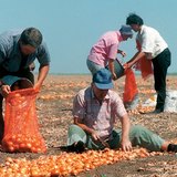 Szedik a híres makói hagymát