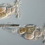 Дугуйт бичил биетнүүд