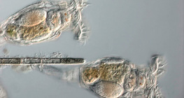 Дугуйт бичил биетнүүд