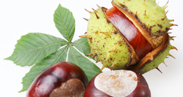 Туулайн бөөр