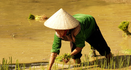 Цагаан будааны талбай