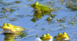 Мэлхийнүүд