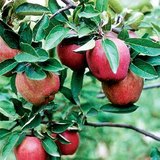 Старкинг алим