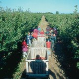 Алим хураалт