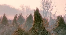 Тайрч, боодоллосон зэгс