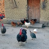 Гэрийн шувууд