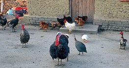 Гэрийн шувууд