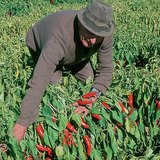 Чинжүү хураалт