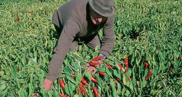 Чинжүү хураалт