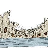 Тамхи татдаг хүний амьсгалын замын цоргон хучуур эд