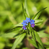 Эмийн балууна