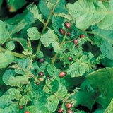 Колорадын төмсний цохны учруулсан хор хөнөөл