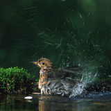 Усанд орж буй хар хөөндий