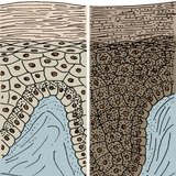 Хар ба цагаан арьст хүмүүсийн арьс