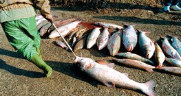 Dead fish after the 2000 Tisza cyanide spill