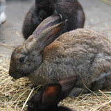 Гэрийн туулай