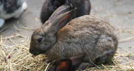 Гэрийн туулай