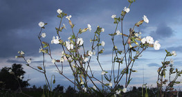 Цагаан шээрэнгэ