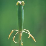 Алтанзул цэцэг бордсоны дараа