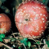 Монилин халдварласан алим