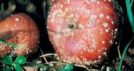 Монилин халдварласан алим