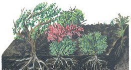 Тайгын хөрсний огтлол