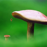 Мөөг болон аалз