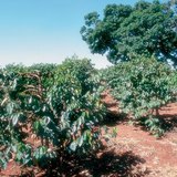 Кени дэх кофены тариалалт