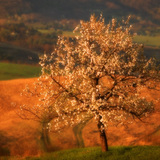 Цэцэглэж буй тоорын мод