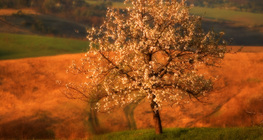 Цэцэглэж буй тоорын мод