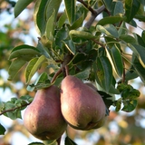 Модон дээрх лийрүүд