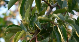 Модон дээрх лийрүүд