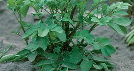 Төмсний ургамал