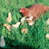 Тахиа дэгдээхийнүүдийн хамтаар