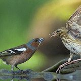 Дуулгат бужирга