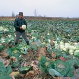Байцаа хурааж байгаа нь