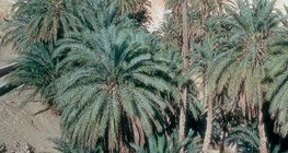 Тунис дахь нандин чавганы мод бүхий баян бүрд