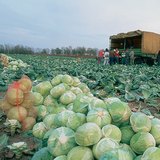 Байцаа хурааж байгаа нь
