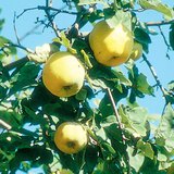 Өргөст алим