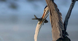 Ангийн олзны төлөө тэмцэл