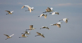 Нисч буй цагаан дэглий