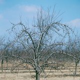 Чавганы мод